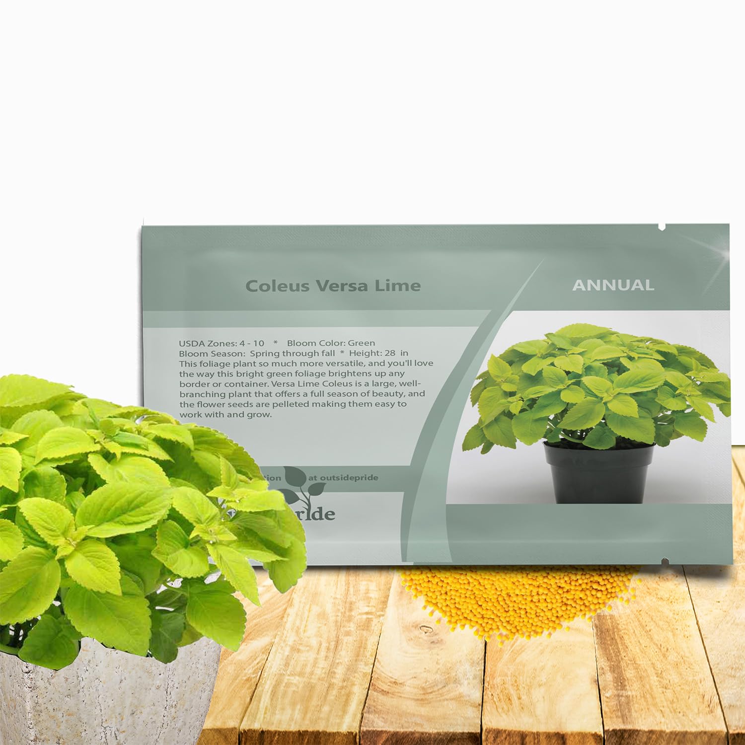 Amazon.com : Outsidepride Versa Lime Coleus Seeds for Planting